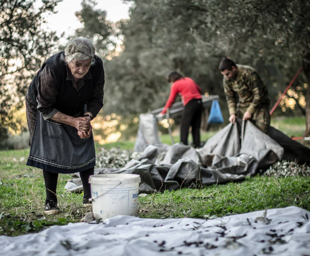 Harvesting olive fruit